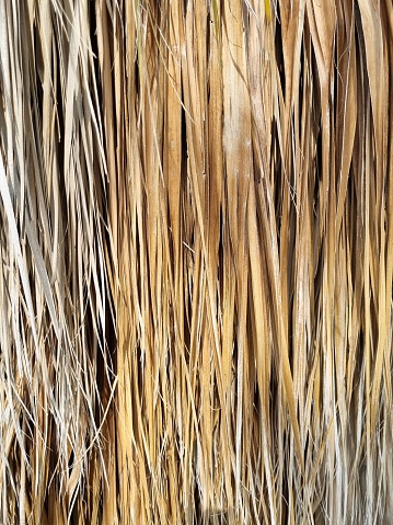 Dried palm tree leaf