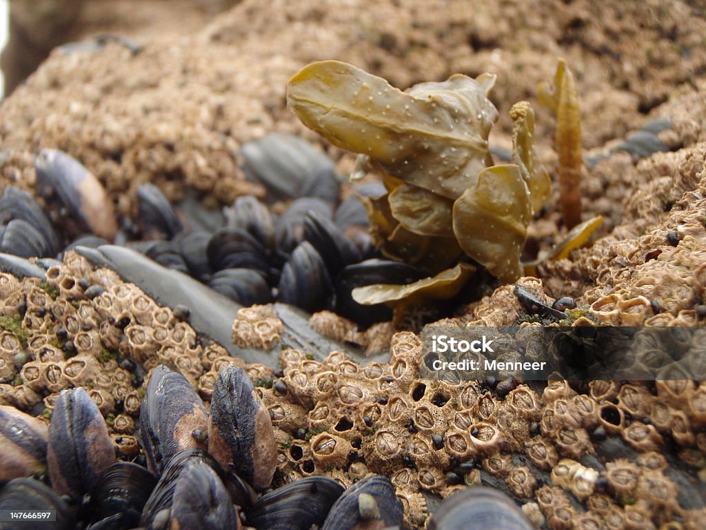 Muscheln und Entenmuscheln - Lizenzfrei Blau Stock-Foto