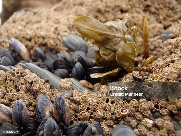 Photo libre de droit de Moules Et Des Bernacles banque d'images et plus d'images libres de droit de Aliment - Aliment, Bernacle, Bivalve