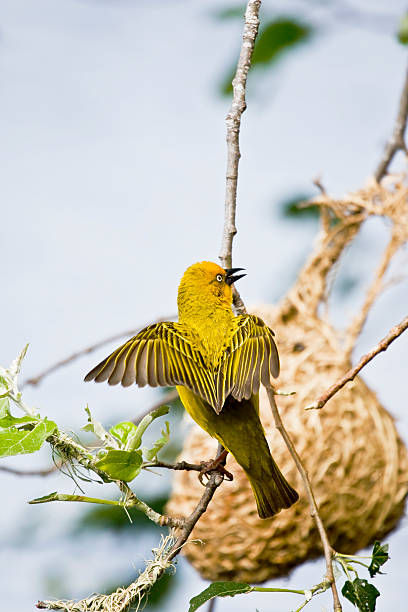 Weaver Bird stock photo