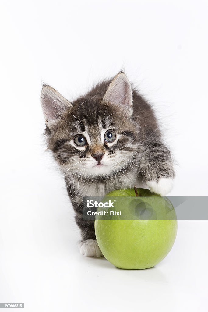 Chaton sibérien - Photo de Chat domestique libre de droits