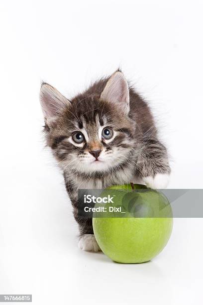 Photo libre de droit de Chaton Sibérien banque d'images et plus d'images libres de droit de Chat domestique - Chat domestique, Pomme, Fond blanc