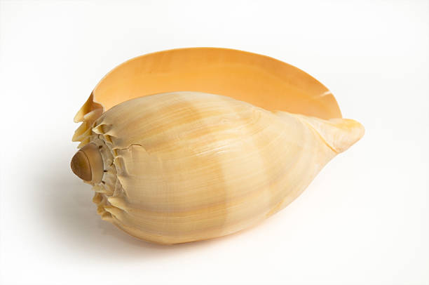 large shell stock photo