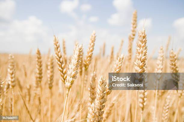 Wheet Stockfoto und mehr Bilder von Agrarbetrieb - Agrarbetrieb, Blau, Ernten