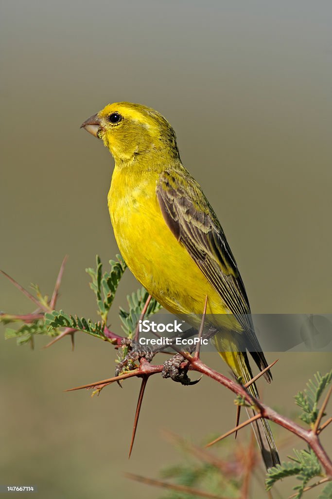 Yellow canary Yellow canary (Serinus mozambicus) perched on a branch, Kalahari, South Africa Africa Stock Photo