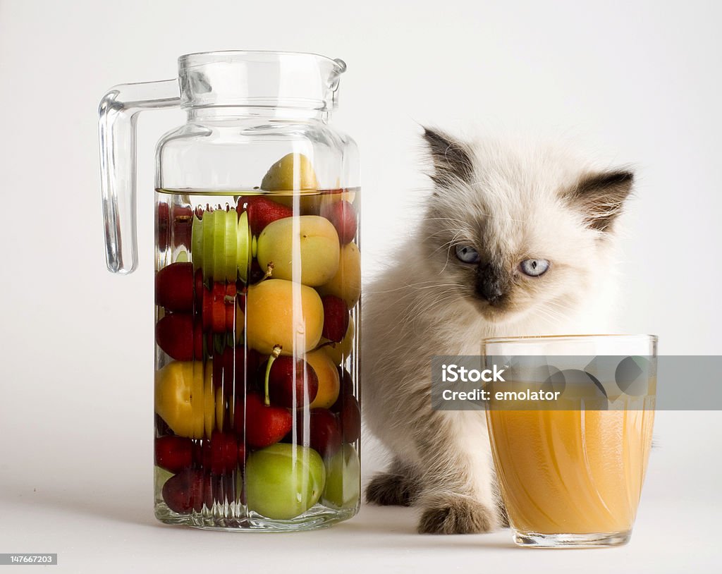 Sumo de fruta e gato - Royalty-free Ameixa - Fruta Foto de stock