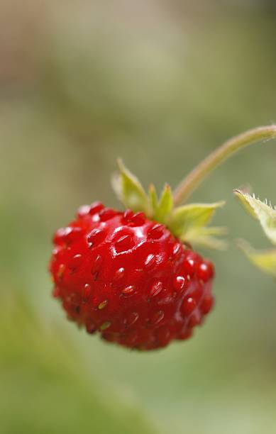 Woodland Strawberry stock photo