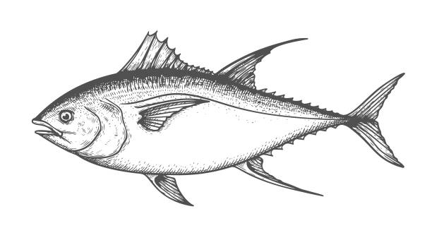 ilustrações, clipart, desenhos animados e ícones de atum rabilho estilo esboço desenhado à mão. melhor para mercados de peixe, design de restaurantes de peixe. ilustração vetorial isolada no fundo branco. - tuna