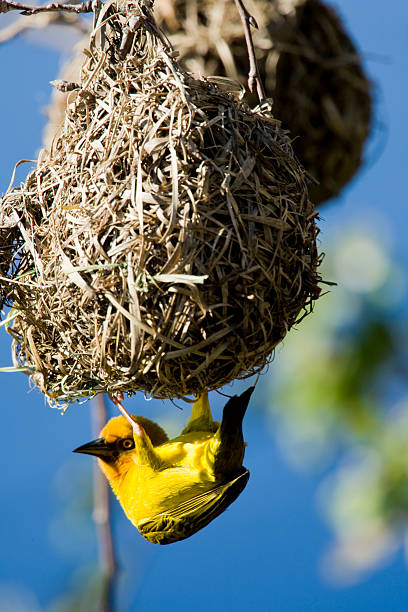 African Weaver Bird stock photo