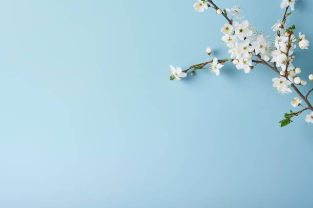 весеннее цветение сакуры. абстрактный фон макро ветки вишневого дерева на синем фоне. счастливый фон песаха. концепция весеннего женского � - cherry blossom spring day sakura стоковые фото и изображения