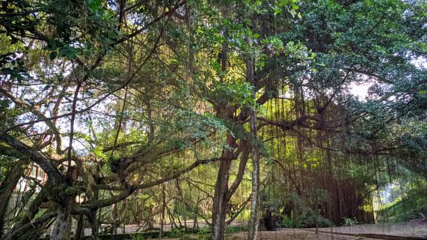 istock a giant banyan tree with a large tree trunk and lots of branches hanging down and fresh green leaves growing in the tropical forest area of ​​Southeast Asia 1476675538