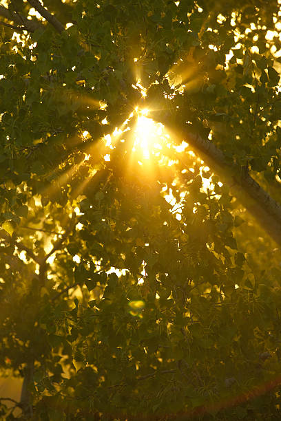 Sonnenlicht, das durch die Bäume – Foto