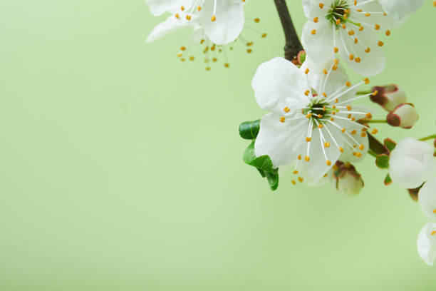 istock Spring Cherry Blossom. Abstract background of macro cherry blossom tree branch on green background. Happy Passover background. Spring womens day concept. Easter, Birthday, womens or mothers holiday. 1476676117