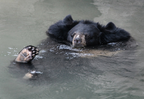 Himalayan black bear cools off in a pond