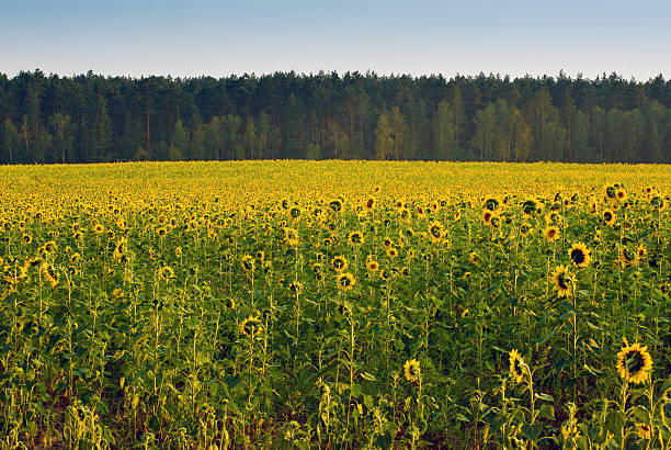 Campo de girasol - foto de stock