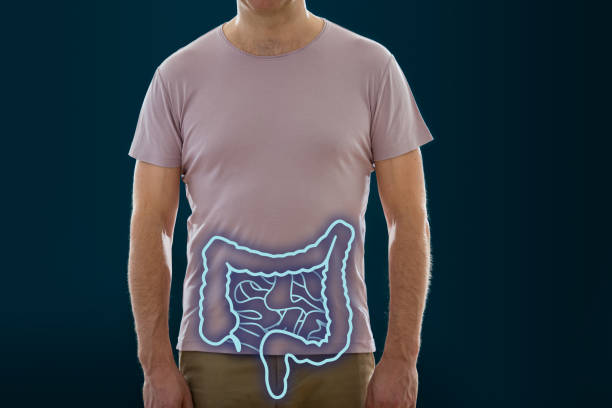 Picture of a human digestive system and bowel. stock photo