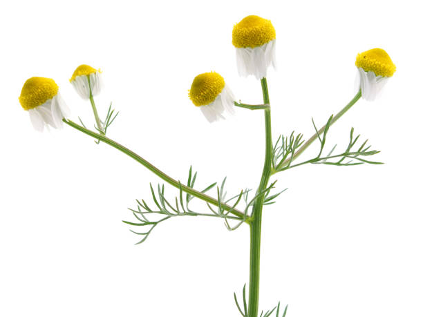 flores amarelas brancas de camomila alemã selvagem isolada, matricaria chamomilla - german chamomile chamomile plant smelling flower - fotografias e filmes do acervo