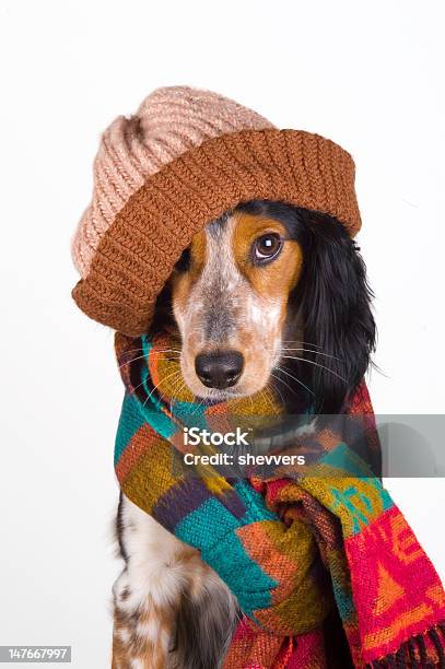 Photo libre de droit de Mignon Chien Avec Bonnet Lobke Pairs banque d'images et plus d'images libres de droit de Animaux de compagnie - Animaux de compagnie, Blanc, Canidés