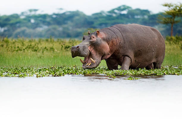 hambre hipona - hippopotamus fotografías e imágenes de stock