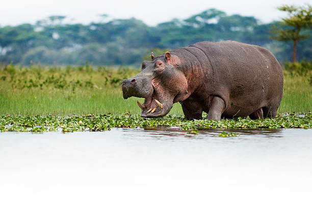 Hungry hippo moving along the river with its mouth open