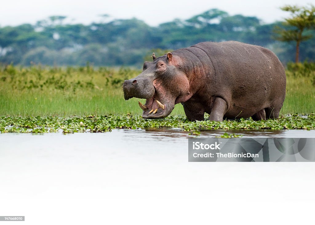 Hungry hippo moving along the river with its mouth open Hippo grazing on the edge of Lake Naivasha, Kenya.  Hippopotamus Stock Photo