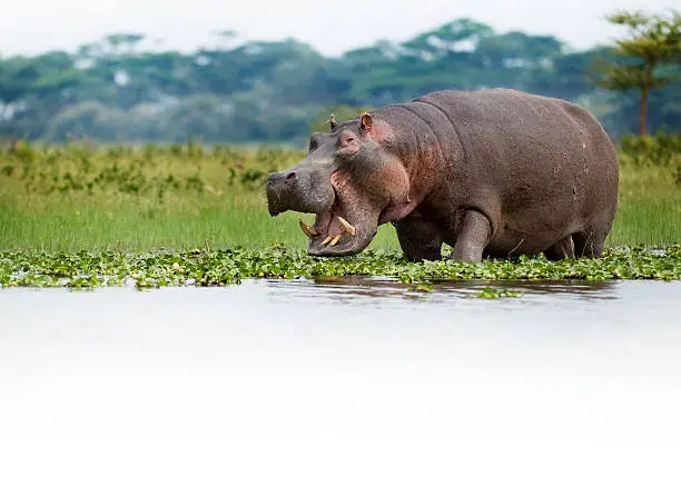 Hippo grazing on the edge of Lake Naivasha, Kenya. 