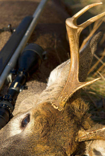 istock Whitetail Deer & Rifle Closeup 147668129