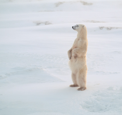 Young female polar bear standing on frozen Arctic tundra