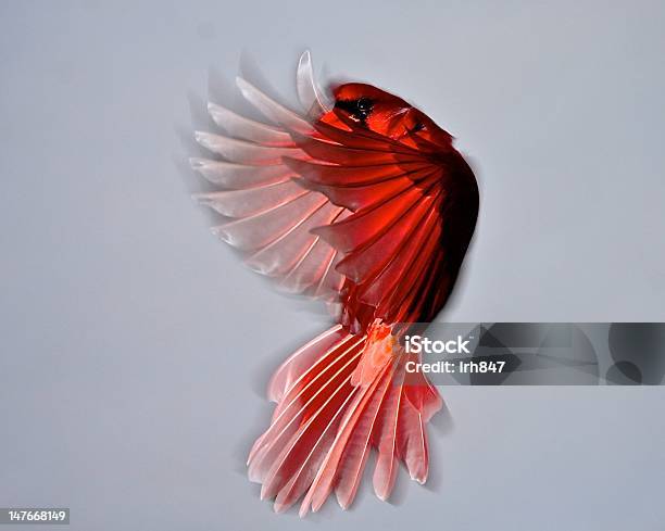 Foto de Asas De Vermelho e mais fotos de stock de Cardeal - Pássaro - Cardeal - Pássaro, Voar, Asa animal