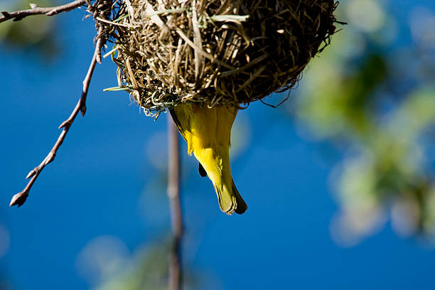 African Weaver Bird stock photo