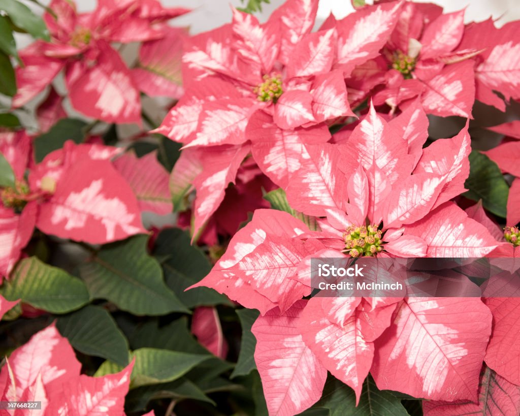 Pink Poinsettias Closeup of a group of beautiful deep pink and white poinsettias. Beauty In Nature Stock Photo