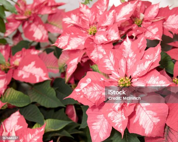 Pink Poinsettias Stock Photo - Download Image Now - Beauty In Nature, Blossom, Botany