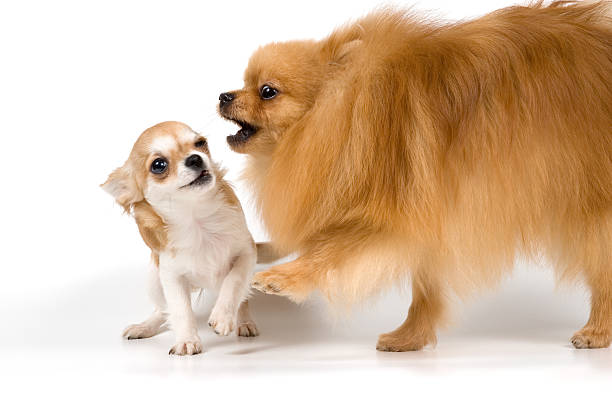 istock The puppy chihuahua and spitz-dog 147668251