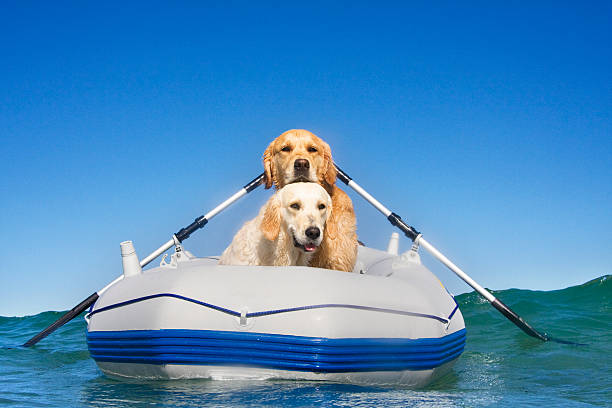 istock Two dogs in a boat 147668320