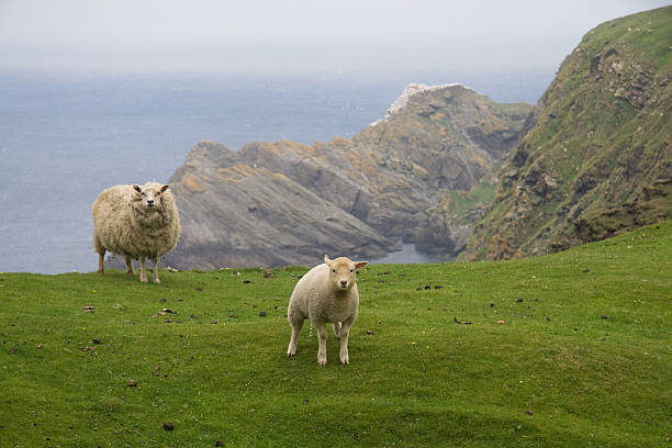 istock Curious (and peeing) lamb together with mother 147668369
