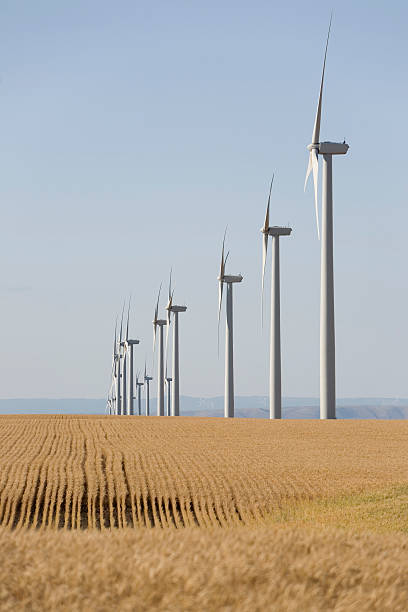 wind turbines in wheat fields stock photo