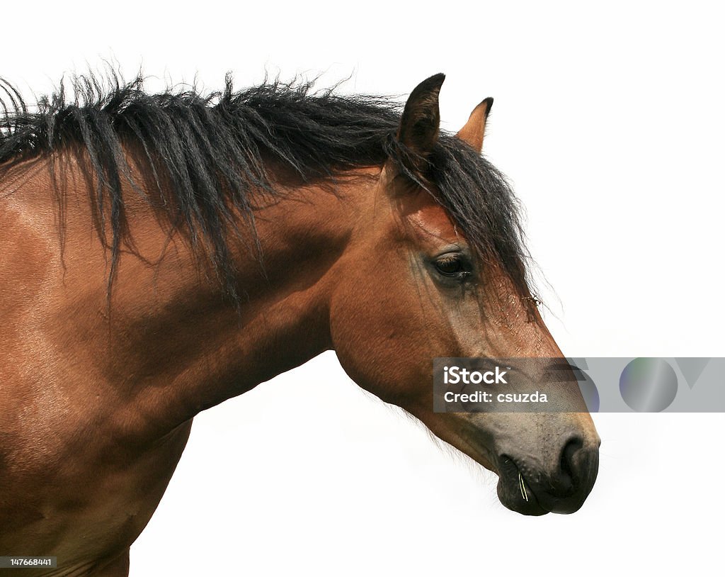 Cheval isolé - Photo de Agriculture libre de droits