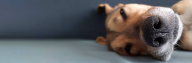 Banner with funny sleeping dog. Close-up. Selective focus on animal's nose.