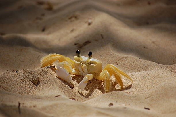 Crab on the Beach stock photo