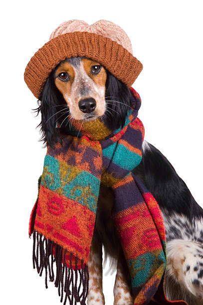 istock Adorable dog with hat 147668661