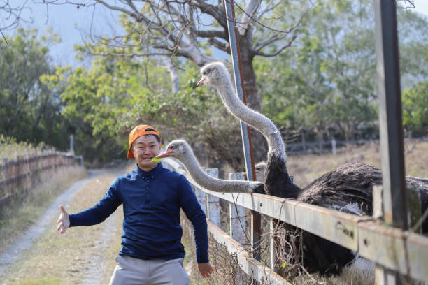 Ostriches roaming freely in a sunny farmyard setting near a rustic barn