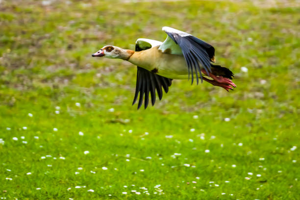 Flying waterbird, egyptian goose flying over green meadow