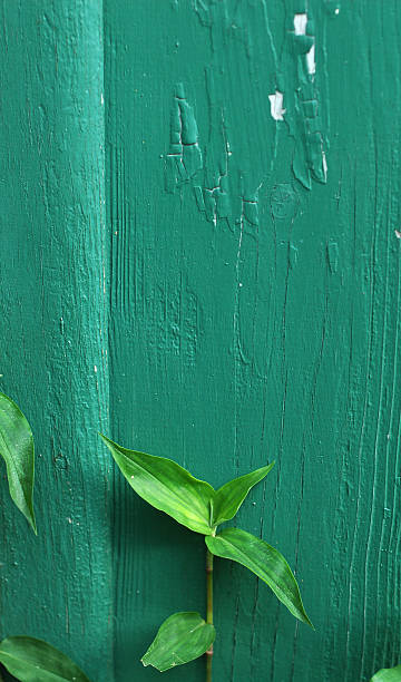 Plant growing against a peeling green wall stock photo