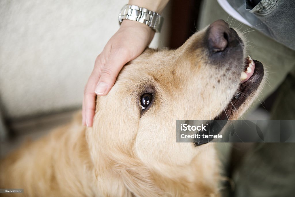 ハンドなでるような犬の頭 - 撫でるのロイヤリティフリーストックフォト