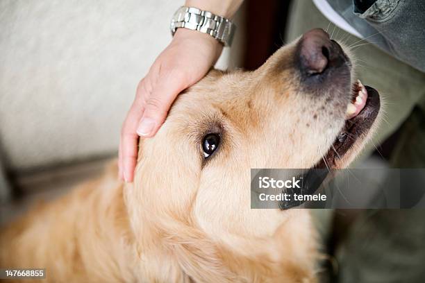 Ręka Caressing Dogs Head - zdjęcia stockowe i więcej obrazów Głaskać - Głaskać, Pies, Długie włosy