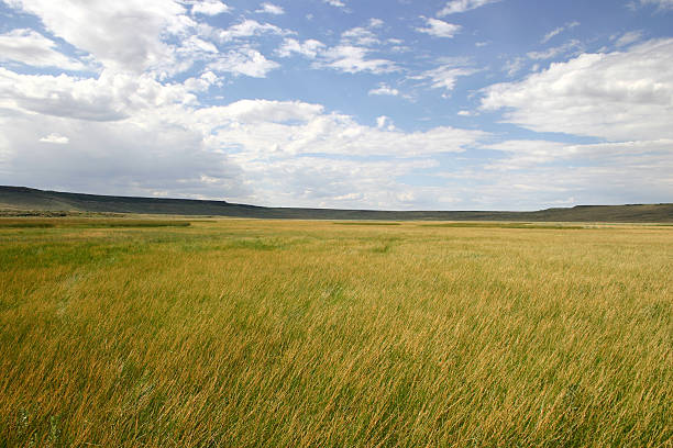 Große offene-Grass-Tal – Foto