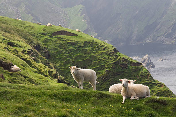 relaxing sheep at the coastline of shetland islands - shetlandeilanden stockfoto's en -beelden