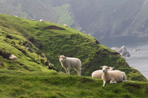 lambs are relaxing in the green grass - coastline is seen in the background
