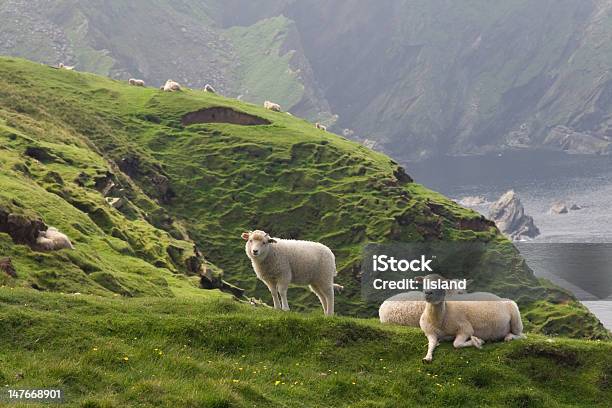 Foto de Relaxante Ovinos No Litoral Das Ilhas Shetland e mais fotos de stock de Ilhas de Shetland - Ilhas de Shetland, Ovelha - Mamífero ungulado, Cordeiro - Animal