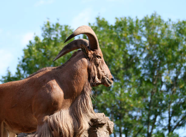 istock Barbary Sheep Standing on The Rock by The Trees 1476689083